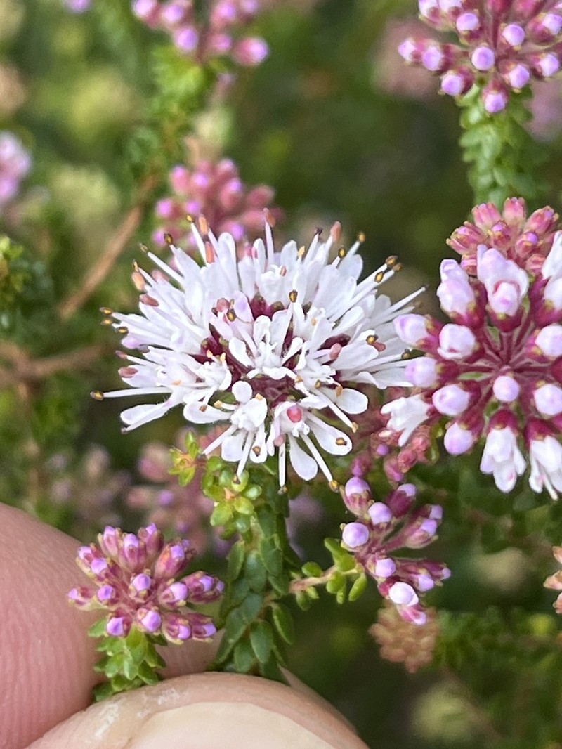 Agathosma cerefolia photo 4