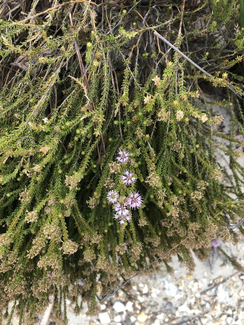Agathosma cerefolia photo 5