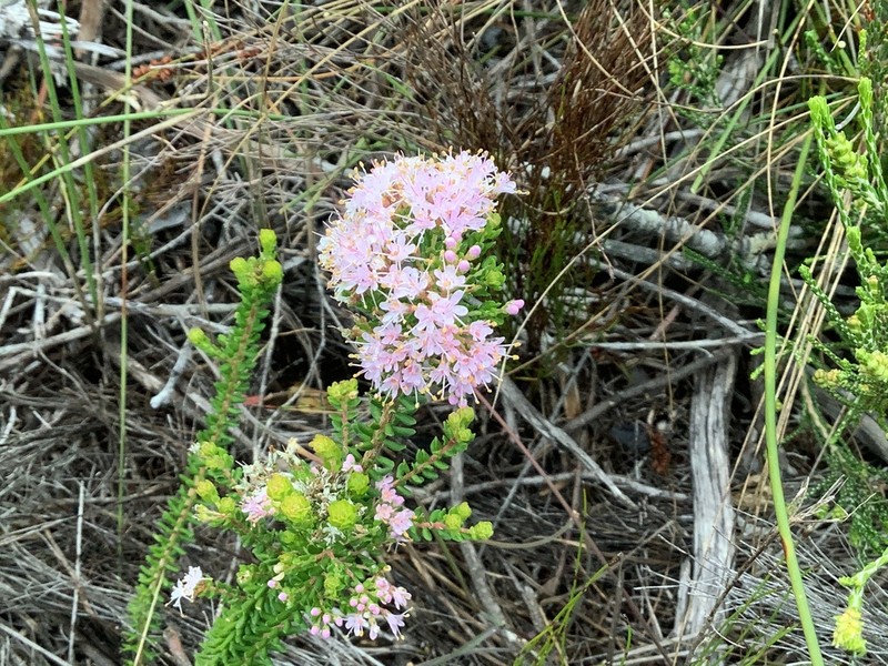 Agathosma cerefolia photo 6