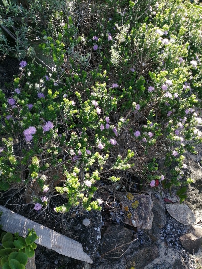 Agathosma cerefolia photo 7