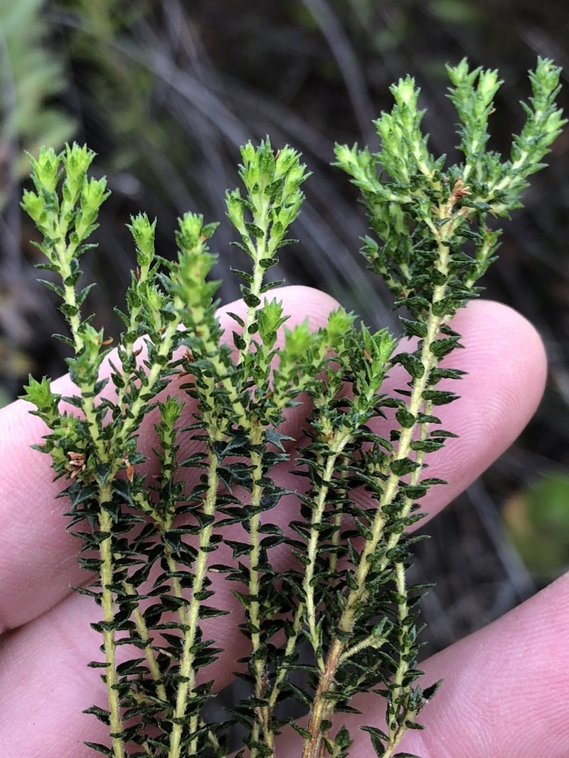 Agathosma cerefolia photo 8