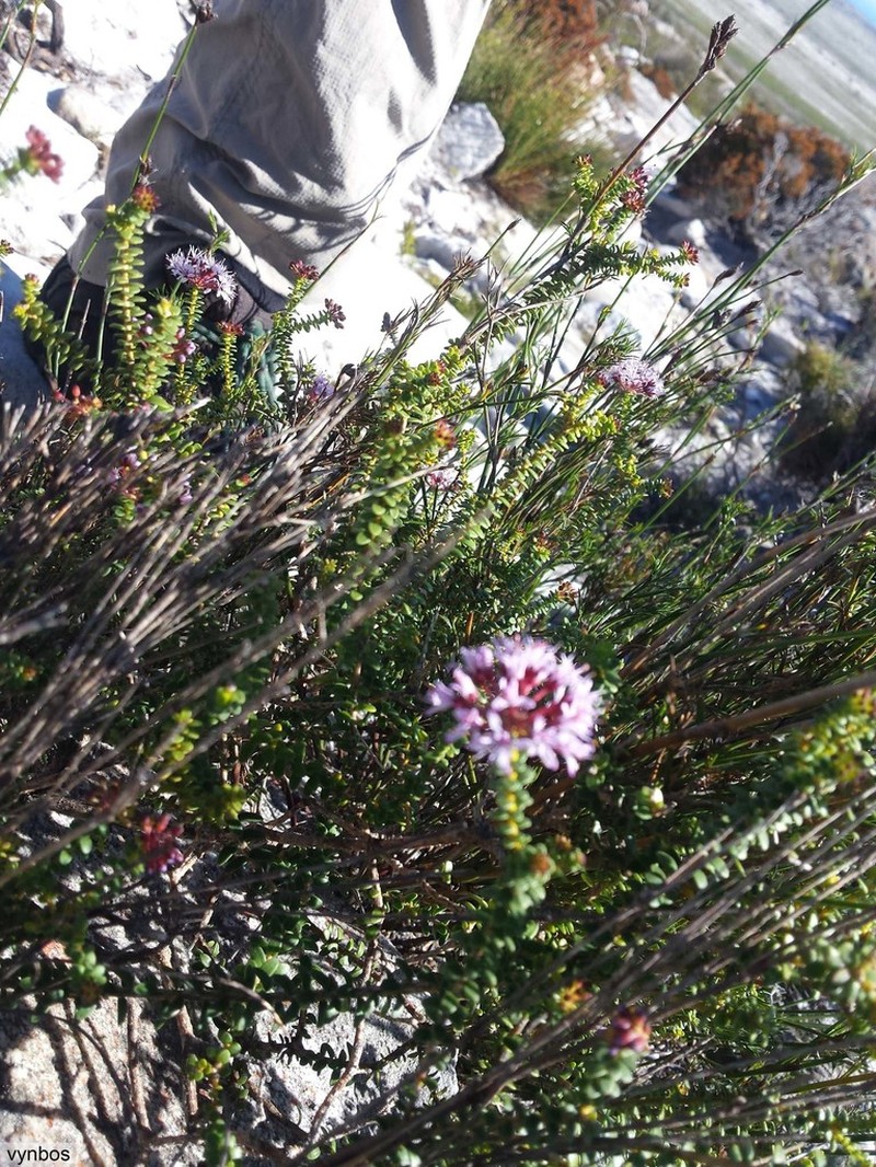 Agathosma ciliaris