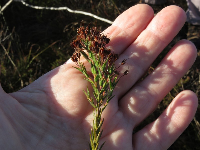 Agathosma ciliaris photo 2