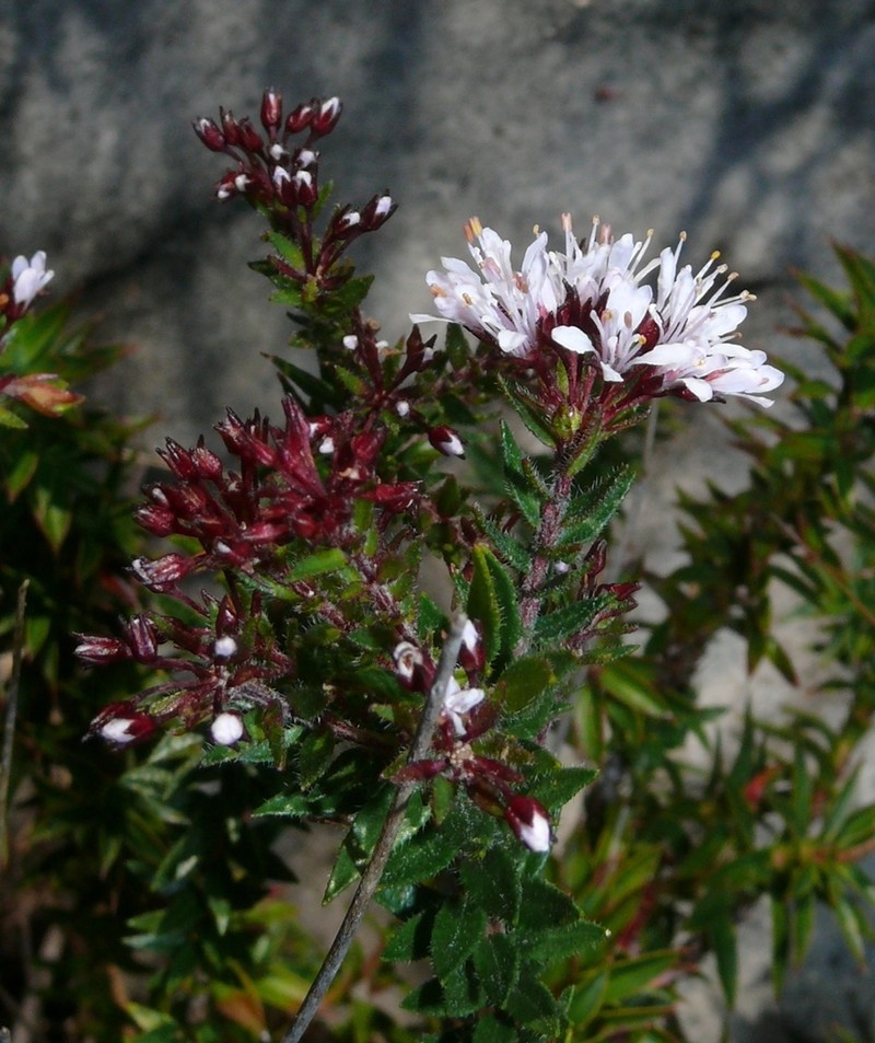 Agathosma ciliaris photo 3