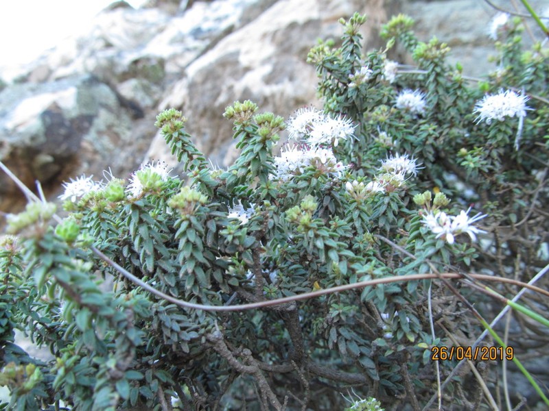 Agathosma ciliaris photo 4