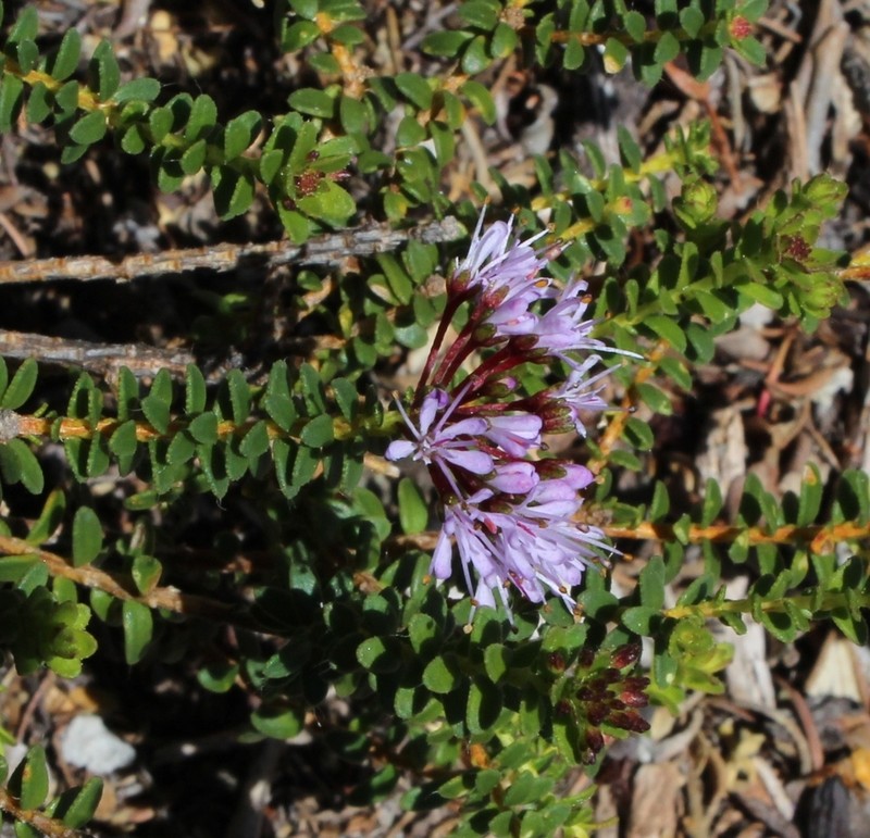 Agathosma ciliaris photo 5