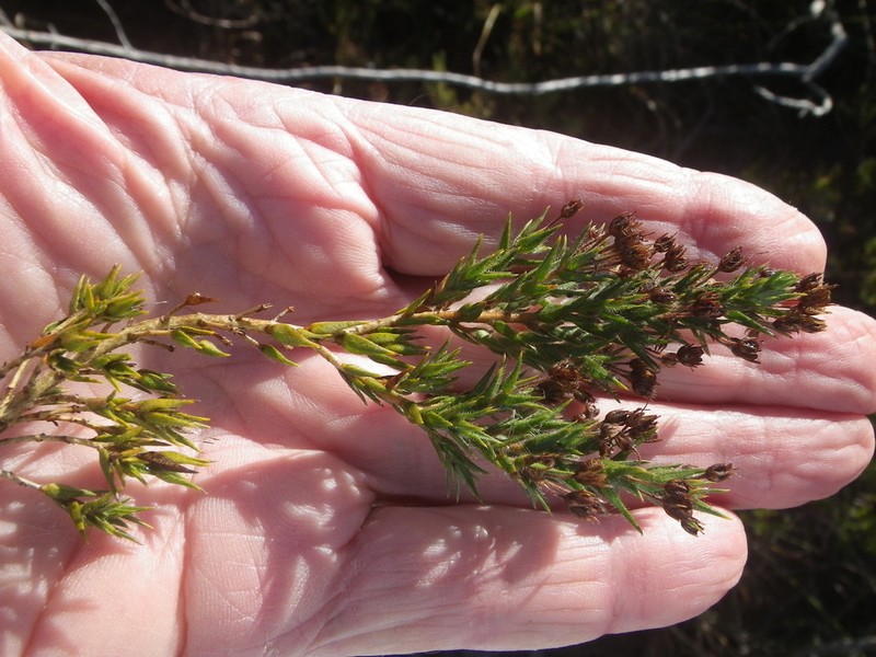 Agathosma ciliaris photo 6