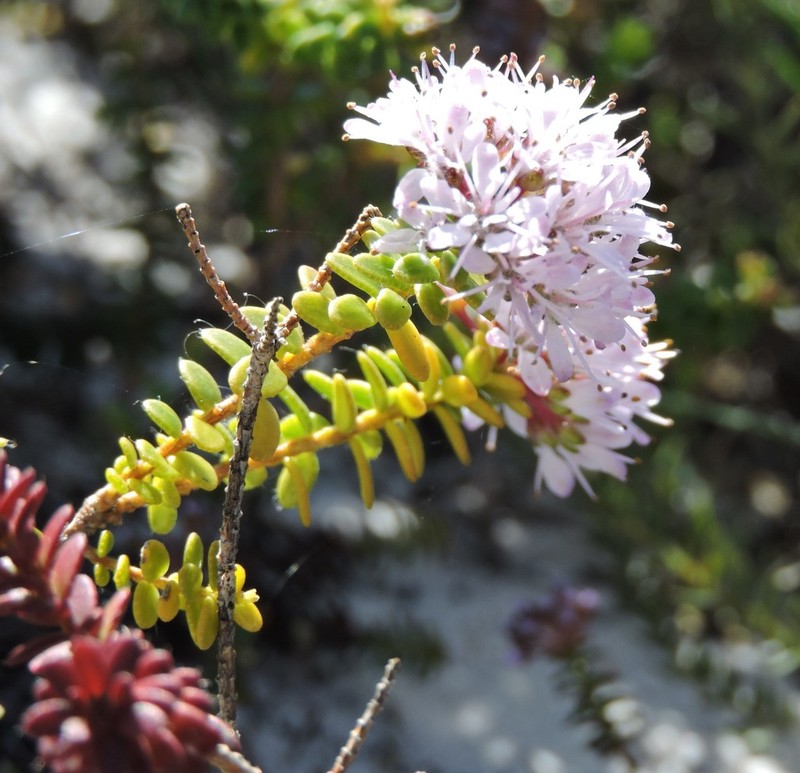 Agathosma ciliaris photo 7