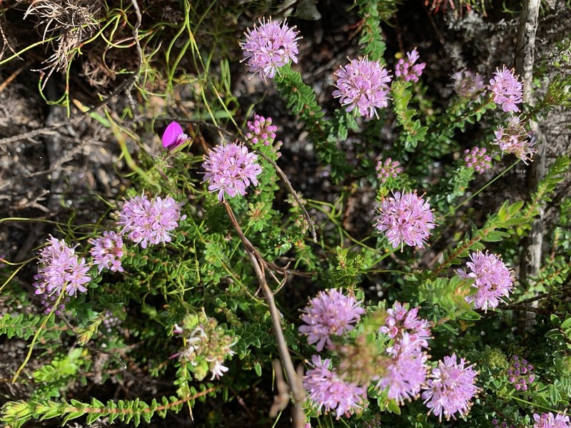 Agathosma ciliaris photo 8