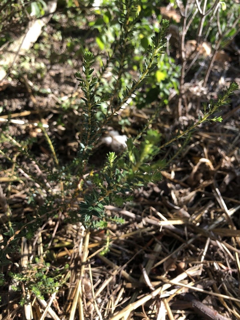 Agathosma ciliata