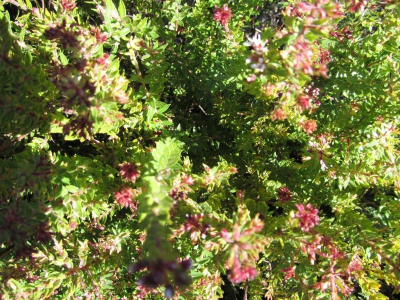Agathosma ciliata photo 2
