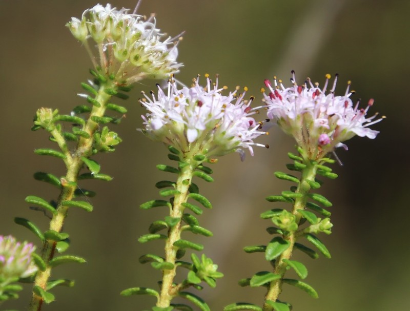 Agathosma ciliata photo 3