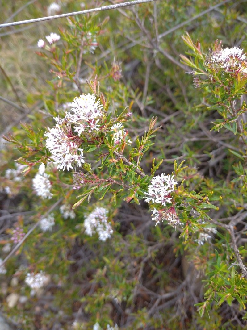 Agathosma ciliata photo 4