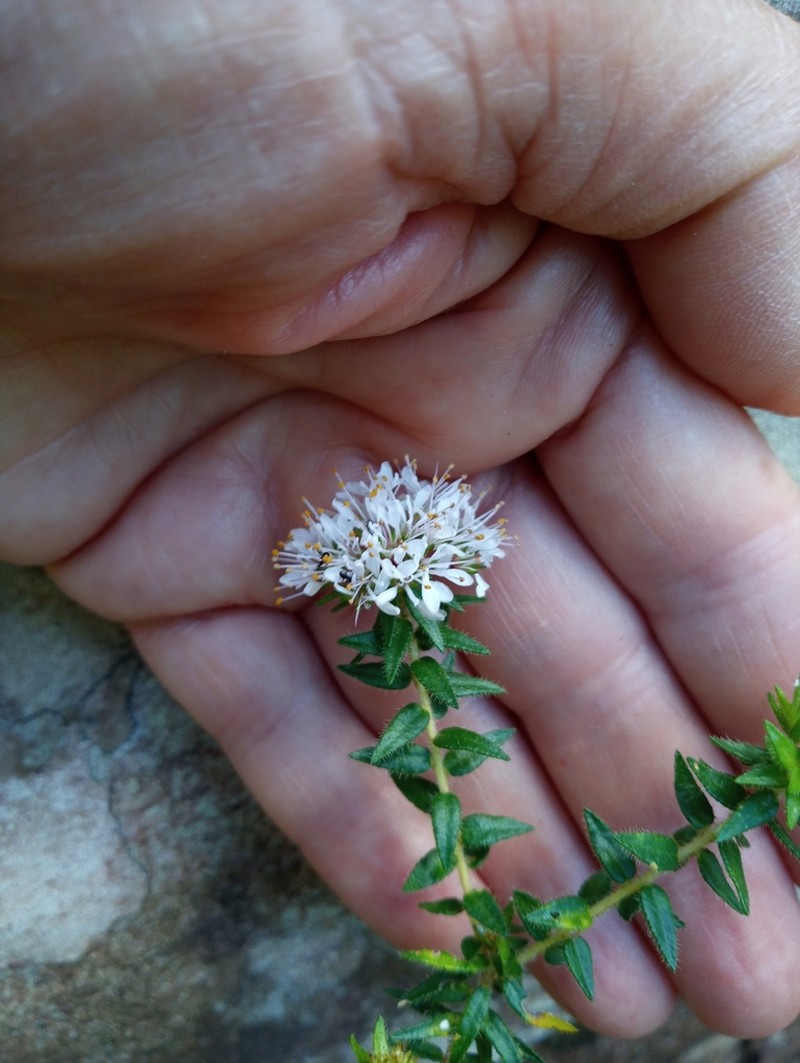 Agathosma ciliata photo 5