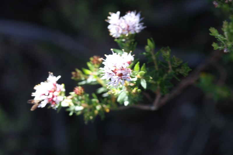 Agathosma ciliata photo 6