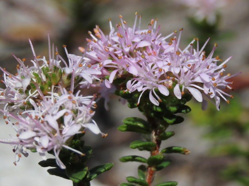 Agathosma ciliata photo 7