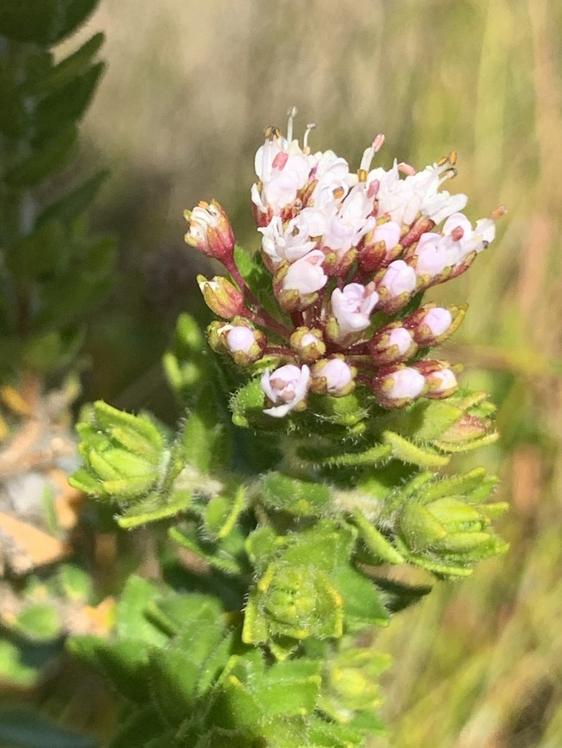 Agathosma ciliata photo 8