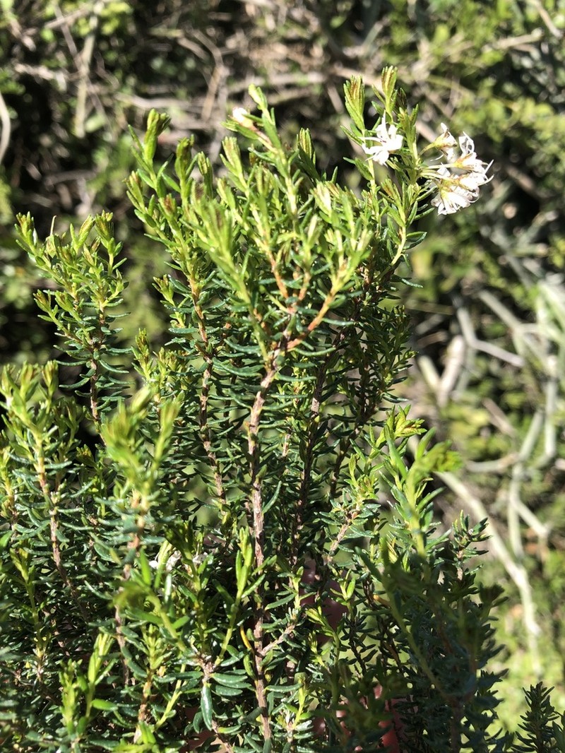 Agathosma clavisepala
