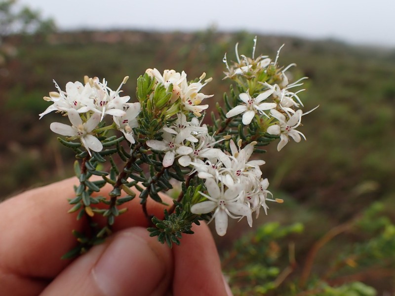 Agathosma clavisepala photo 2