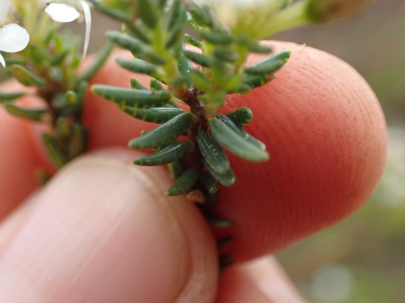 Agathosma clavisepala photo 3