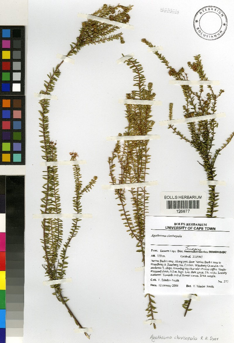 Agathosma clavisepala photo 4