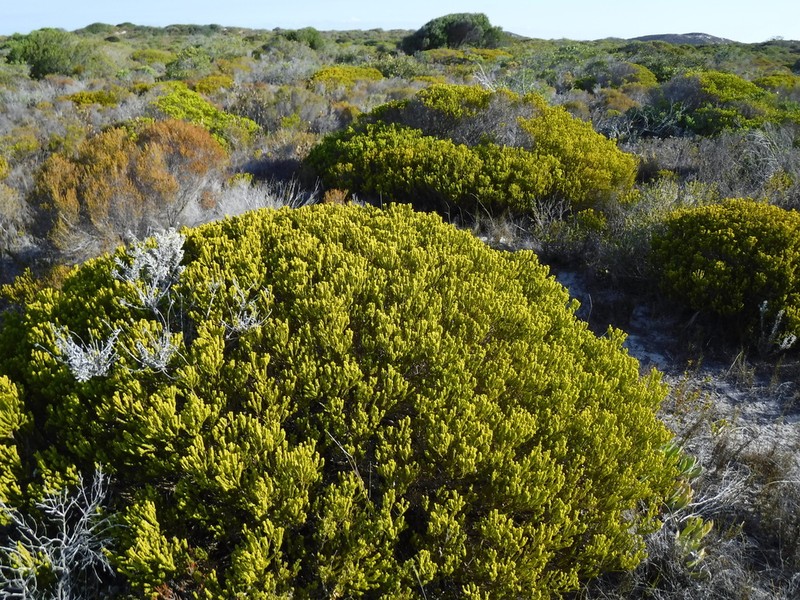Agathosma collina