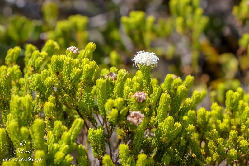 Agathosma collina photo 2