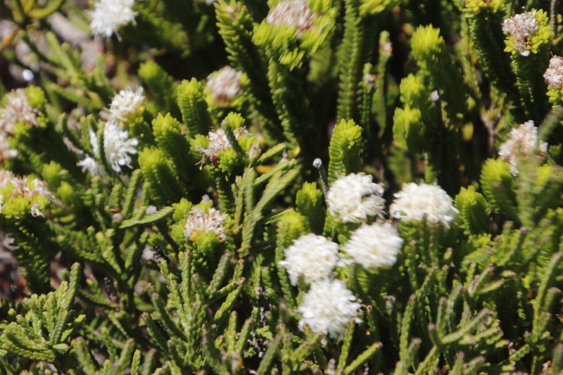Agathosma collina photo 3