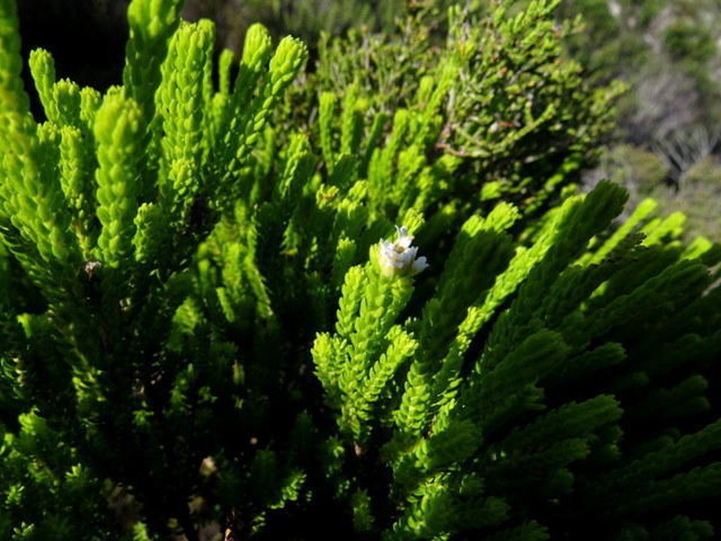 Agathosma collina photo 4