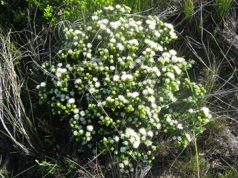 Agathosma collina photo 5