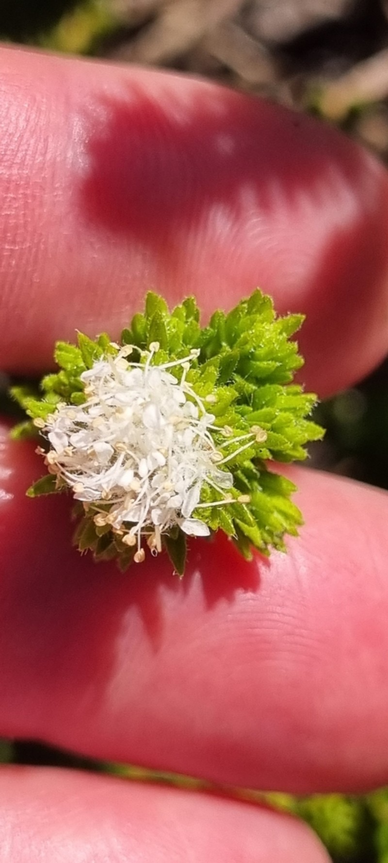 Agathosma collina photo 6