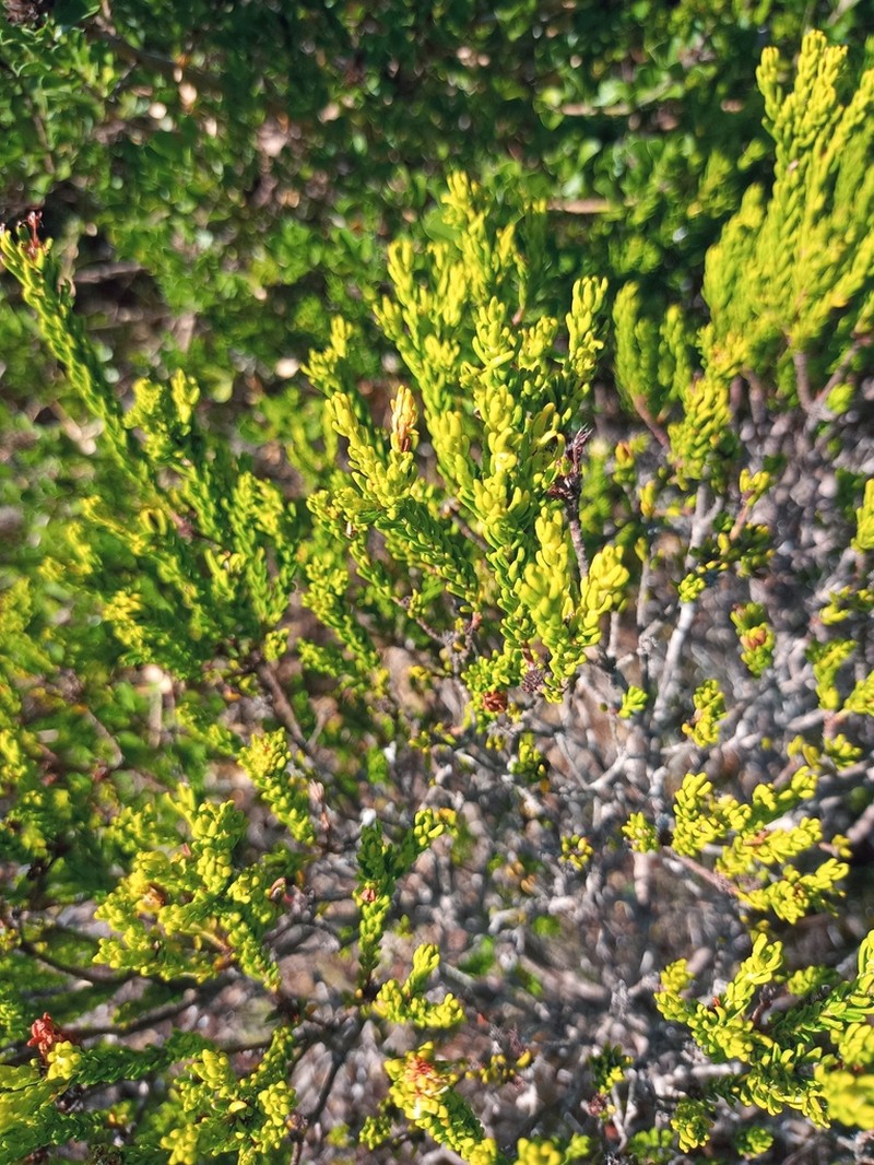 Agathosma collina photo 7