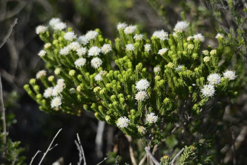 Agathosma collina photo 8