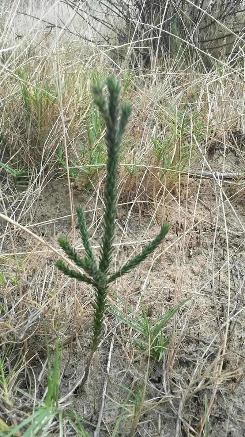 Agathosma corymbosa