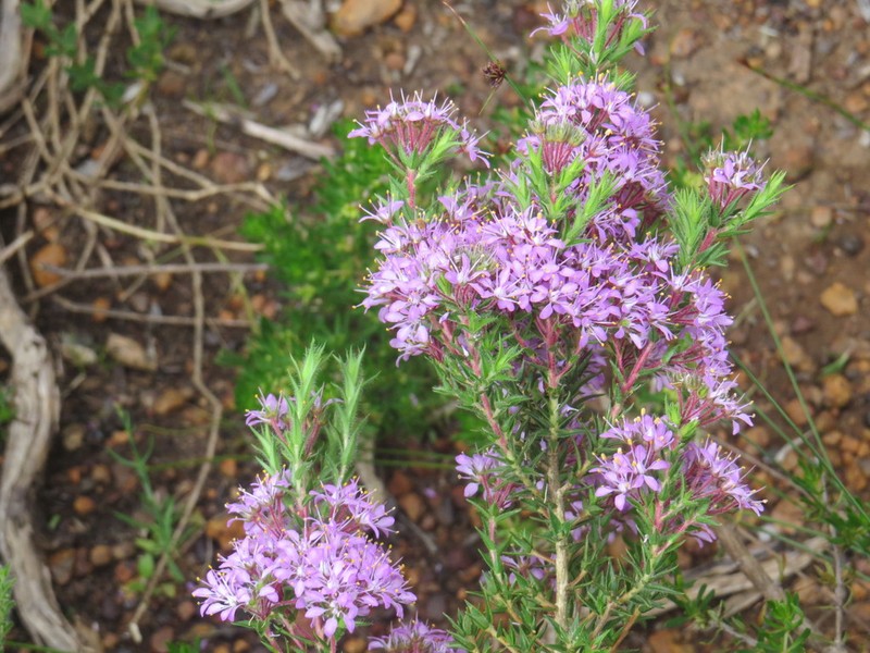 Agathosma corymbosa photo 2