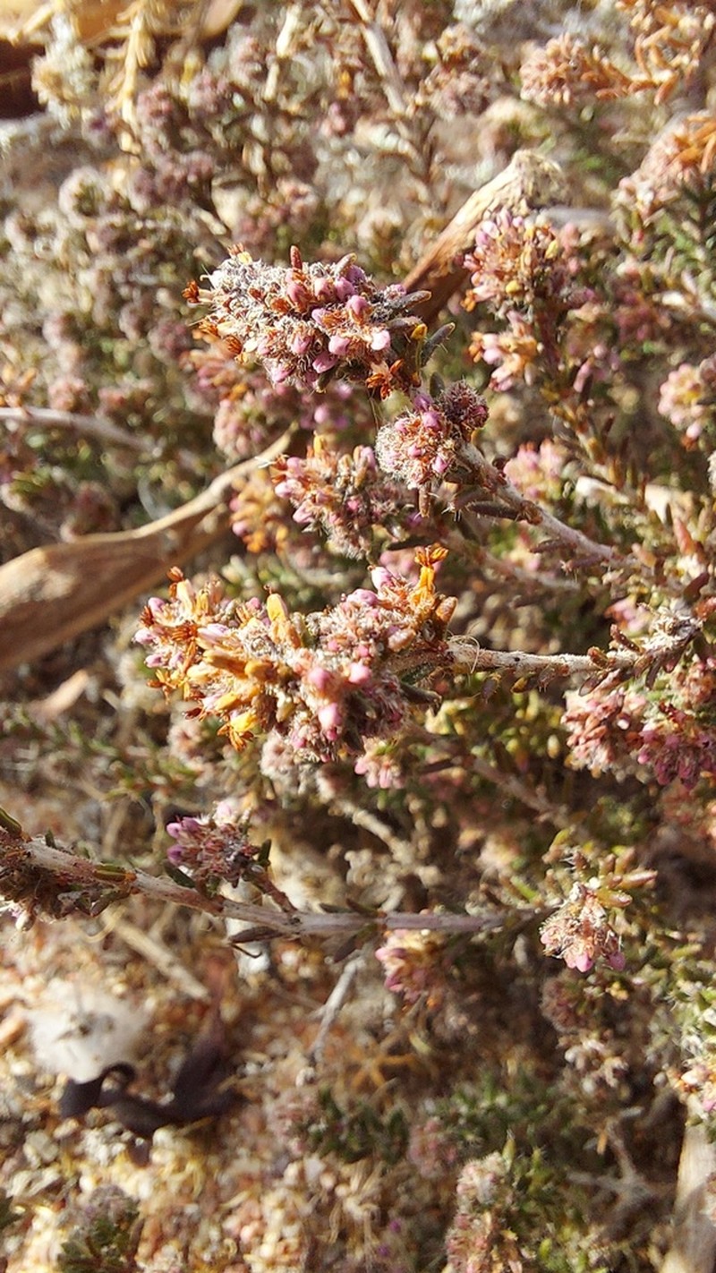 Agathosma corymbosa photo 3