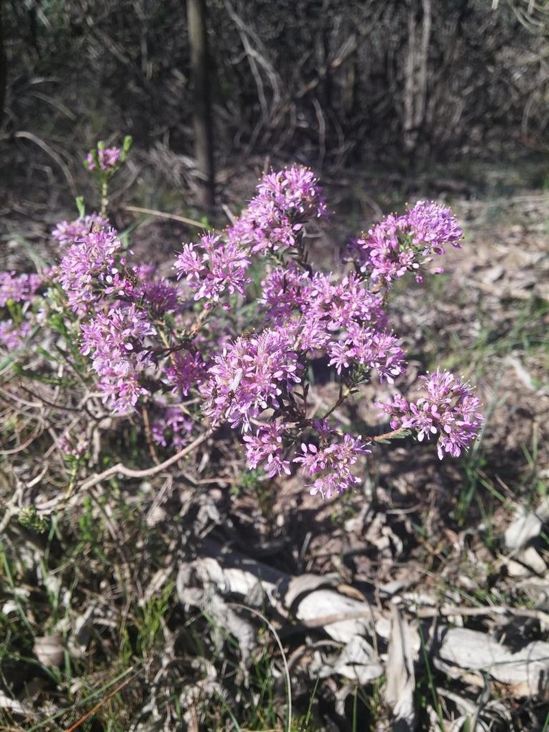 Agathosma corymbosa photo 4