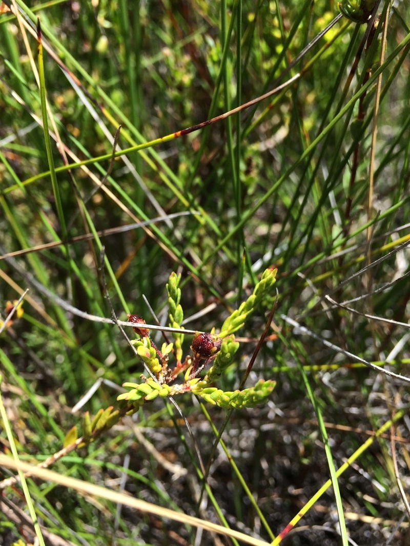 Agathosma corymbosa photo 5