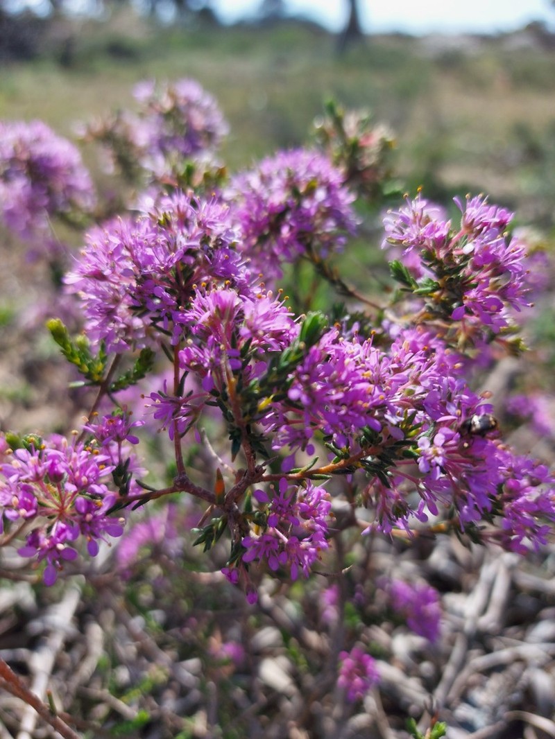 Agathosma corymbosa photo 6