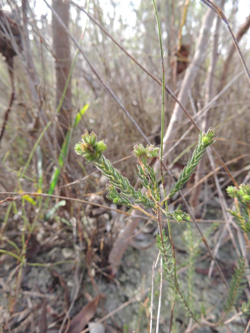 Agathosma corymbosa photo 7