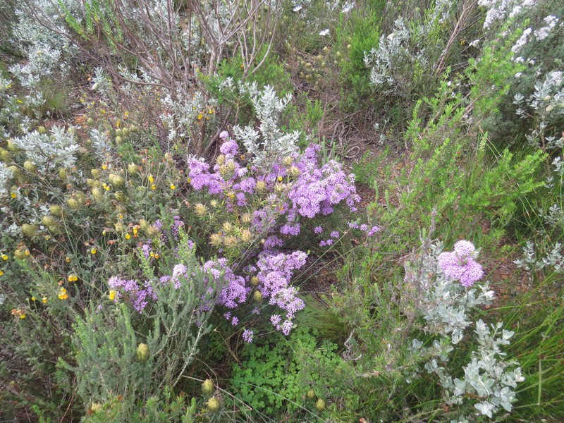 Agathosma corymbosa photo 8