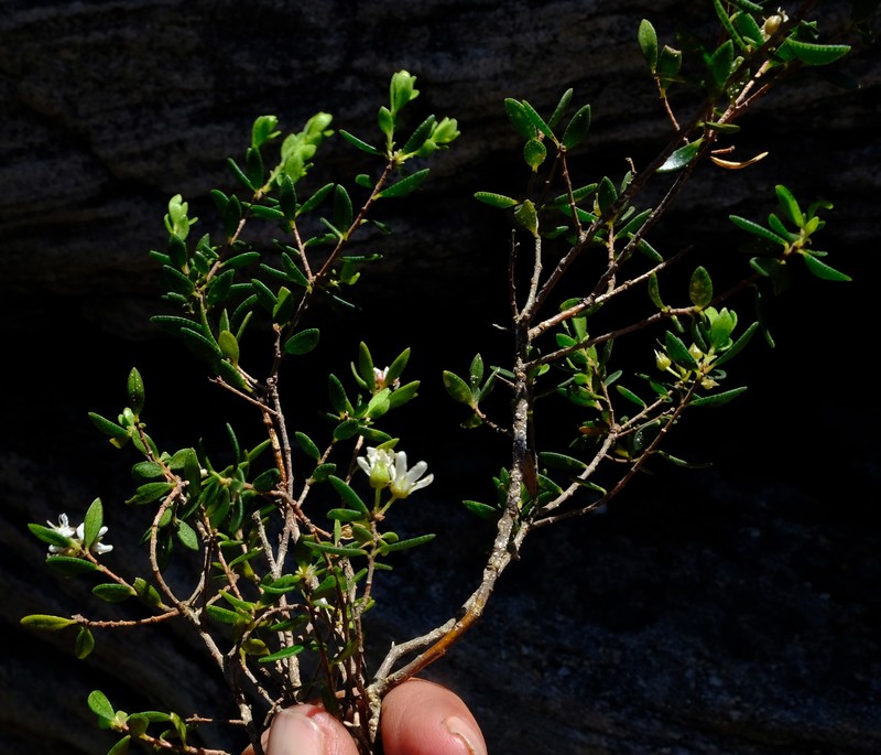 Agathosma craspedota photo 2