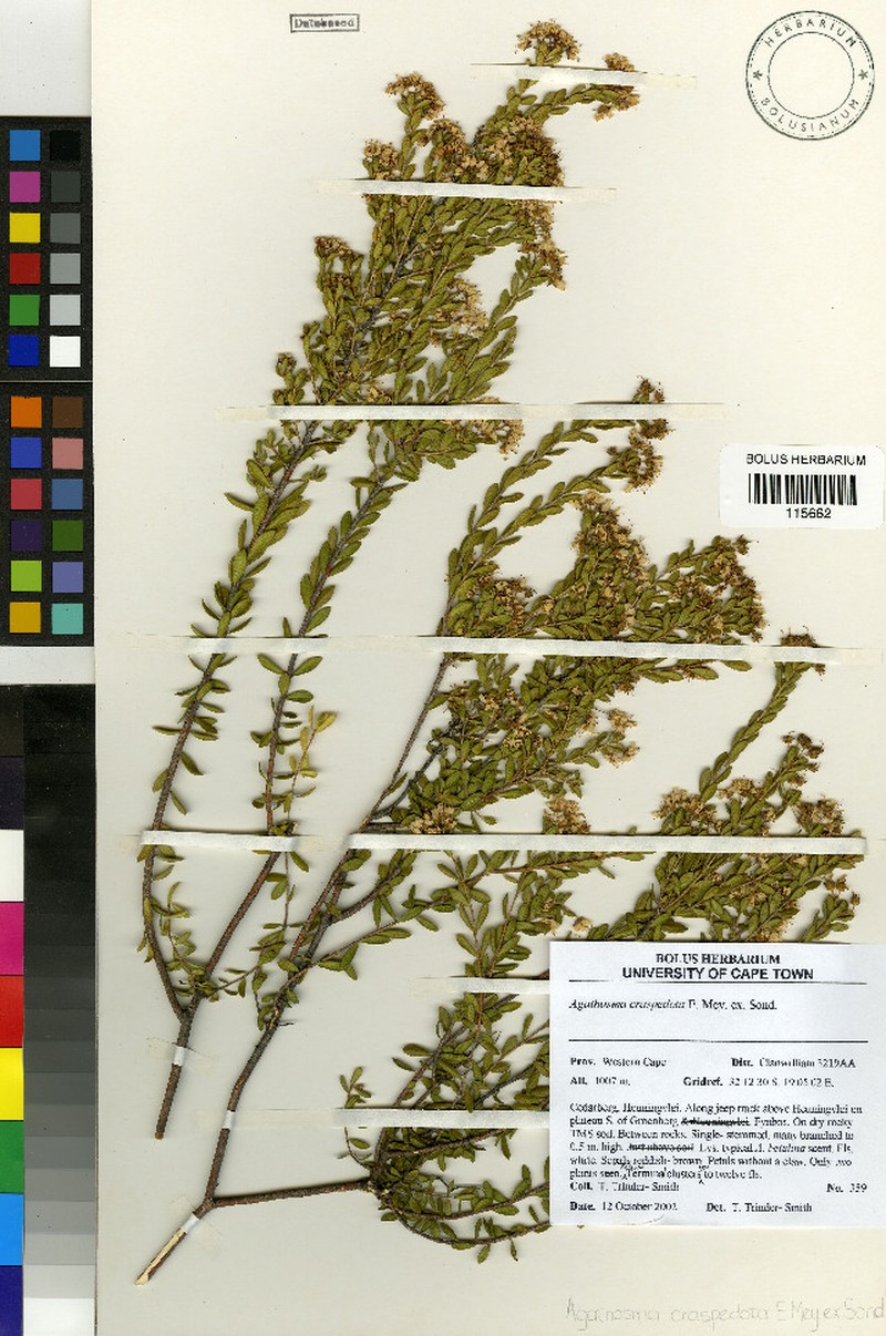 Agathosma craspedota photo 3