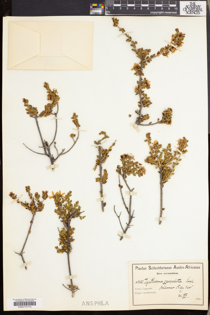 Agathosma craspedota photo 4