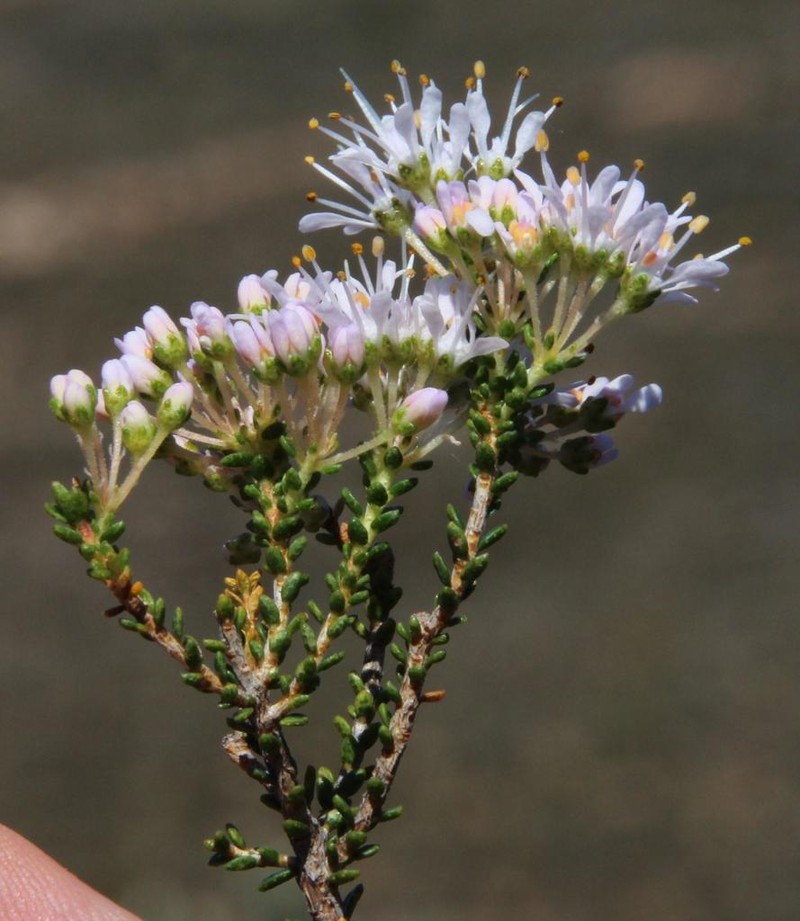 Agathosma crassifolia