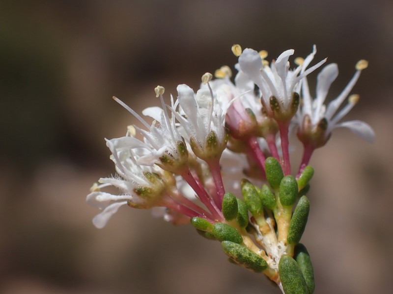 Agathosma crassifolia photo 2