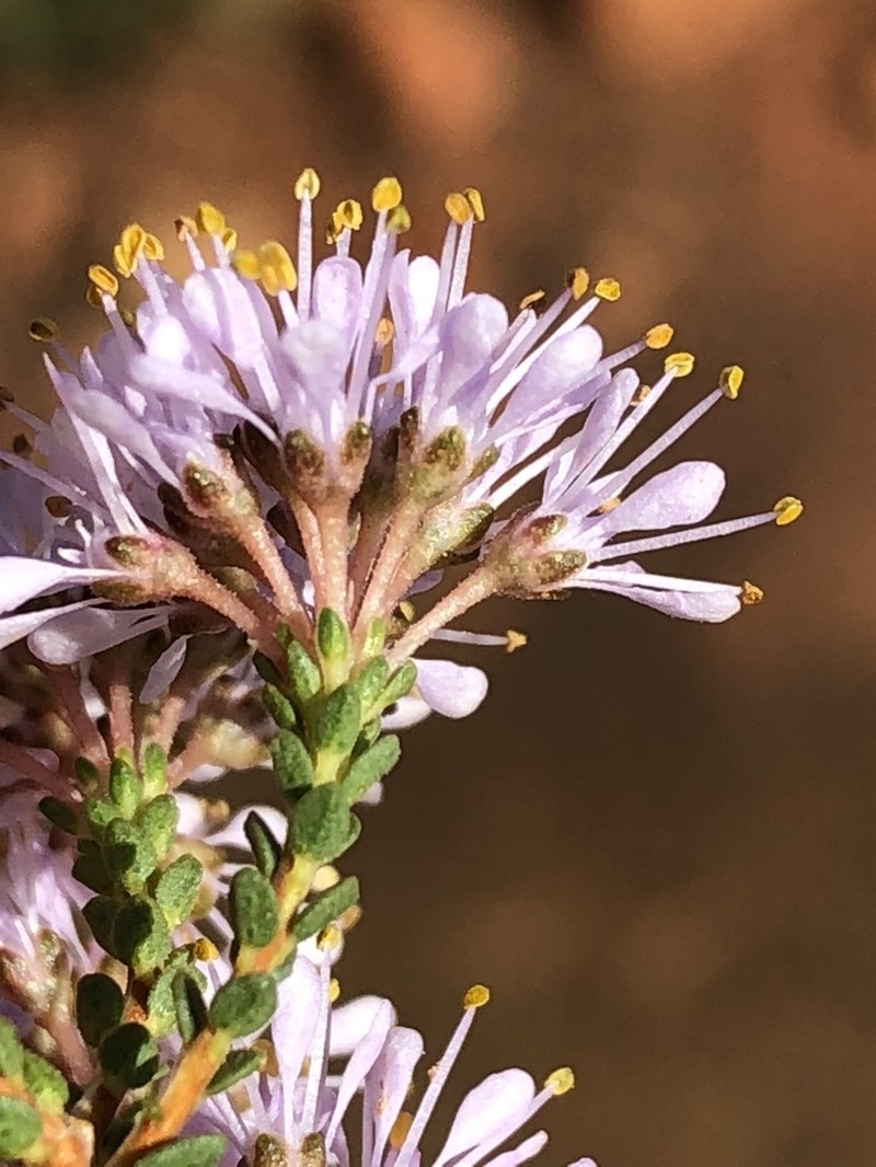 Agathosma crassifolia photo 3