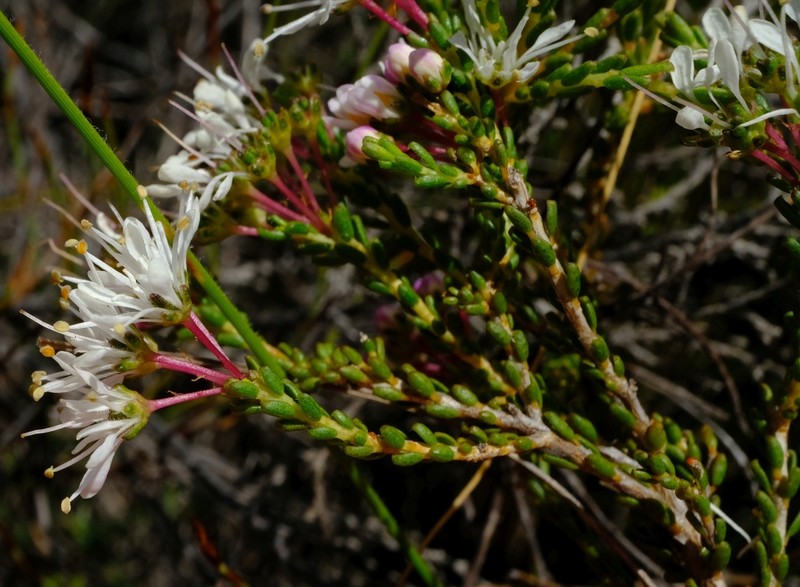 Agathosma crassifolia photo 4