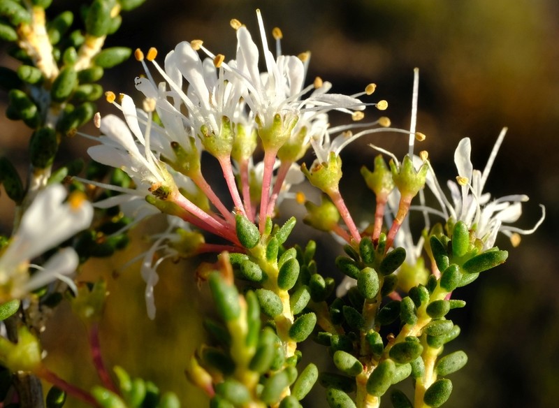 Agathosma crassifolia photo 5