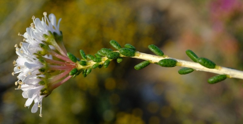 Agathosma crassifolia photo 6